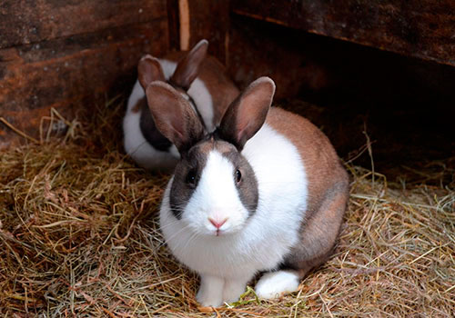 Пододерматиты кроликов и грызунов (Pododermatitis)